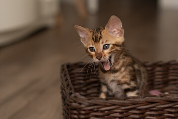 A cute Bengal cat sits in a wicker brown basket and looks at the camera with huge eyes. pets