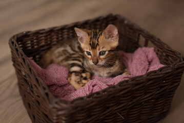 Fototapeta na wymiar A cute Bengal cat sits in a wicker brown basket and looks at the camera with huge eyes. Pets