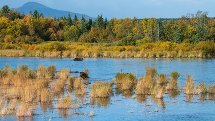 Grizzly bear, Brooks Camp, Katmai National Park, Alaska

