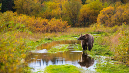 Grizzly bear, Brooks Camp, Katmai National Park, Alaska

