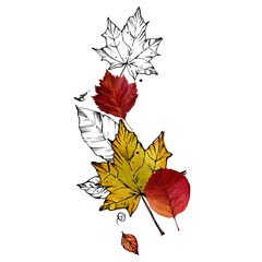 Collection of autumn leaves. Watercolor illustration of fallen leaves. Mixed media: ink graphics and watercolor. For postcard design, banner, wall, cards, header, book design.