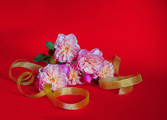 Large flowers of peonies in pink and yellow with a gold color ribbon on red, for a postcard, for a congratulation