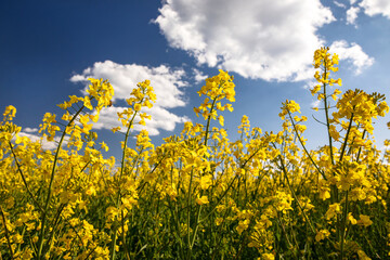 Yellow rapeseed field in the field and picturesque sky with white clouds. Blooming yellow canola flower meadows. Rapeseed crop in Ukraine.