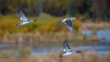 Brooks Camp, Katmai National Park, Alaska
