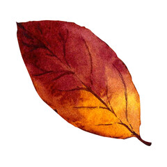 Fallen autumn leaf. Watercolor illustration isolated on white background.