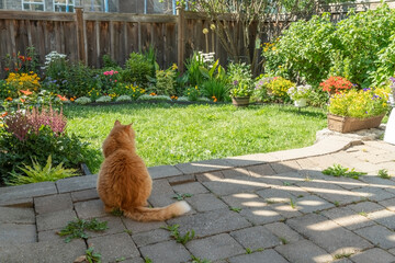 The cat carefully examines his possessions