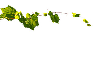 Young grape vine isolated on white background