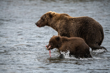 Grizzly bear, Brooks Camp, Katmai National Park, Alaska


