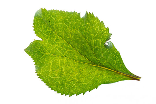 hellebore leaf close up on white background