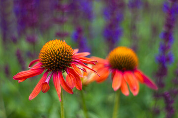 echinacea - coneflowers in the garden - soft focus