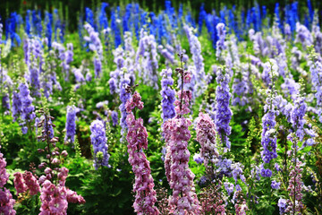 Obraz premium Delphinium or Candle Delphinium or English Larkspur or Tall Larkspur flowers blooming in the garden at sunny day
