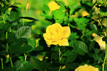 fresh yellow Roses blooming in the garden 
