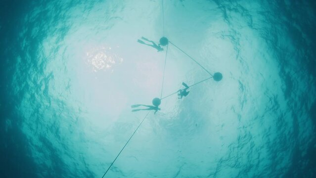 Freedivers work out in sea. Group of free divers train along the ropes in the open sea. View to the surface from depth