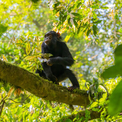 Chimpanzee, Kibale National Park, Uganda 