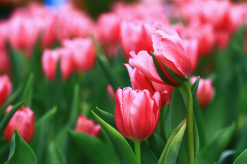 Tulip flowers blooming in the garden with green leaves 
