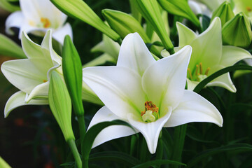 Longflower Lily or Easter Lily or White Trumpet Lily flowers blooming in the garden