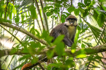 Primate, Uganda
