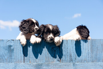 No! I won’t pose, humorous shot of  naughty young spaniel puppy dog refusing to look over fence...