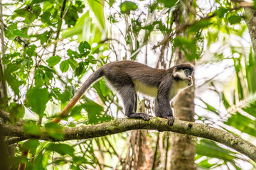 Primate, Uganda
