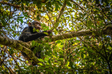 Chimpanzee, Kibale National Park, Uganda 
