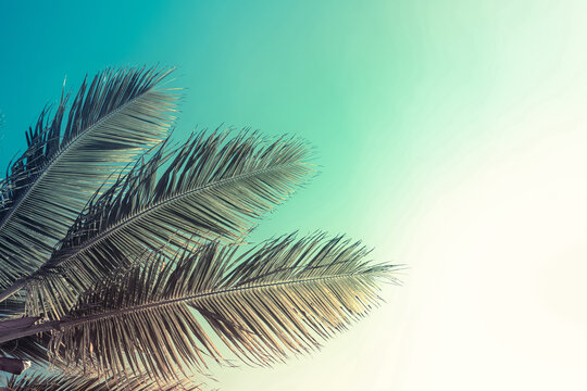 palm tree branches and blue sky 
