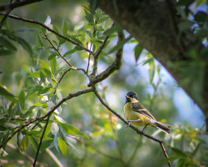 Obraz premium the great tit on a branch