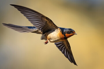 Barn swallow close-up