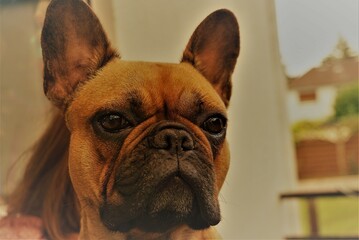 Braune französische Bulldogge sitzt auf Sofa vor Frauchen auf Terrasse im Garten bei Sonne am Abend im Sommer
