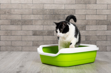 The cat is sitting in a litter box on the floor in a room with gray brick walls. Toilet for pets. Animal care. Cat tray. The cat is in the toilet. Place for text.Copy space.