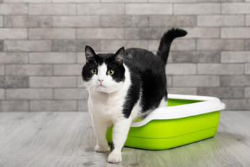 The cat is sitting in a litter box on the floor in a room with gray brick walls. Toilet for pets....