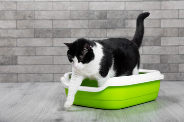 The cat is sitting in a litter box on the floor in a room with gray brick walls. Toilet for pets....