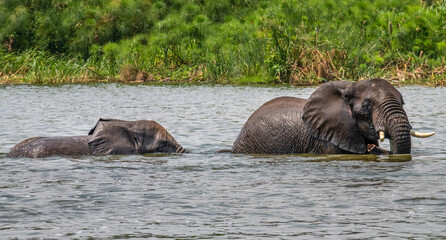 Elephant, Queen Elisabeth National Park, Uganda
