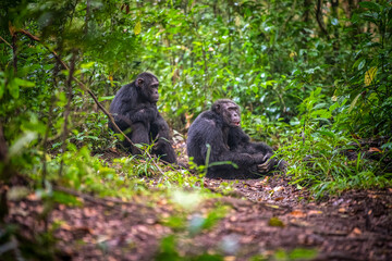 Chimpanzee, Queen Elisabeth National Park, Uganda