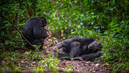 Chimpanzee, Queen Elisabeth National Park, Uganda