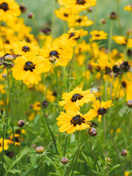 Wiese mit gelb bl&uuml;henden M&auml;dchenaugen Coreopsis basalis.
