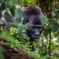 Gorilla, Bwindi Impenetrable forest national park, Uganda
