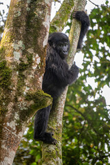 Fototapeta premium Gorilla, Bwindi Impenetrable forest national park, Uganda 