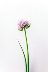 flower on white background,Artistic Flower Photography on White Background