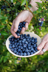 Picking  blueberries, view of female hand with picked blueberries pouring into a bowl, close up view
