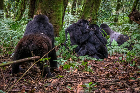 Gorilla, Bwindi Impenetrable forest national park, Uganda
