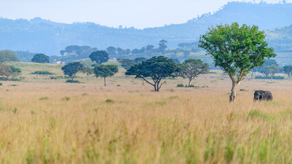 Naklejka premium Elephant, Queen Elisabeth National Park, Uganda