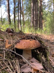 Porcini Boletus edible mushroom in a forest