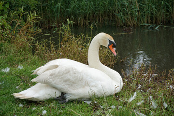 Solo white swan on grass next to river. Beautiful large water bird with orange beak. Mute swan 