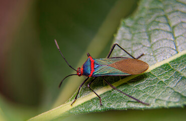 Sphictyrtus chrysis bug
