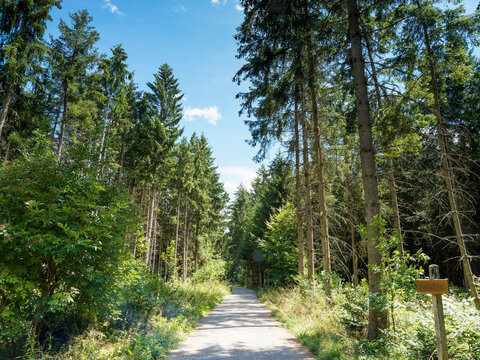 Bernloch Wald. Bondorf im Korng&auml;u. Landkreis B&ouml;blingen am Rande des Schwarzwaldes. Erholungseffekt und Naturbegehung. Mischwald mit Laub- und Nadelb&auml;umen - Monchsteige