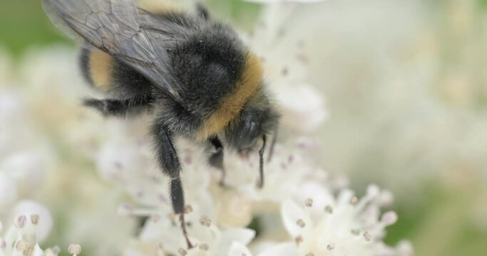 Two busy bumblebees on a white flowers. Static close up handheld shot, real time movement, shallow depth of filed, natural lighting, cloudy summer day afternoon