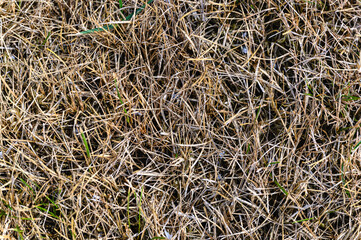 Patchy grass, lawn in bad condition and need maintenance.