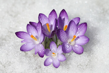 Crocus blue flower blooms on a snow background in a spring sunny day. The primrose bloomed after the winter.