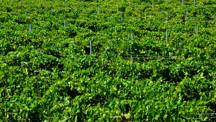View of a vineyard in Guimar,Tenerife,Canary Islands, Spain.Grape rows with ripening grapes. Harvest concept.Selective focus.