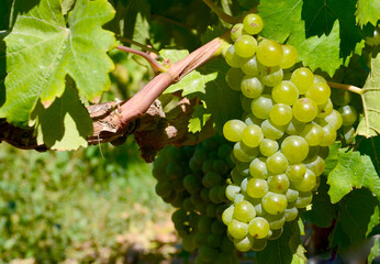 White ripe grape before harvest in a vineyard of Guimar,Tenerife,Canary Islands,Spain.Green grapes...
